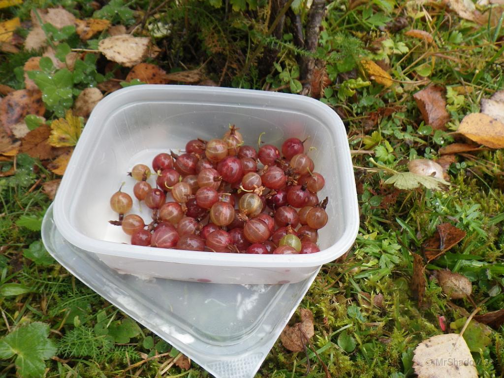 IMGP1552.JPG - Det blev några i botten på burken .. Goda var de.