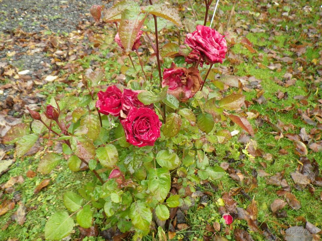 IMGP1553.JPG - Flera av rosorna har nu blommat ut och skall tas bort..