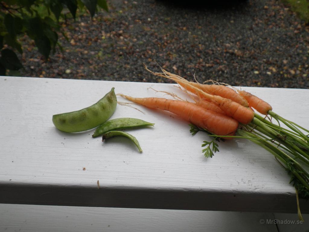 IMGP1556.JPG - Mager skörd.. Tre ärtskidor som nog har frusit en gång.. Morötter som har storlek likt en sliten blyertspenna i allmänhet...