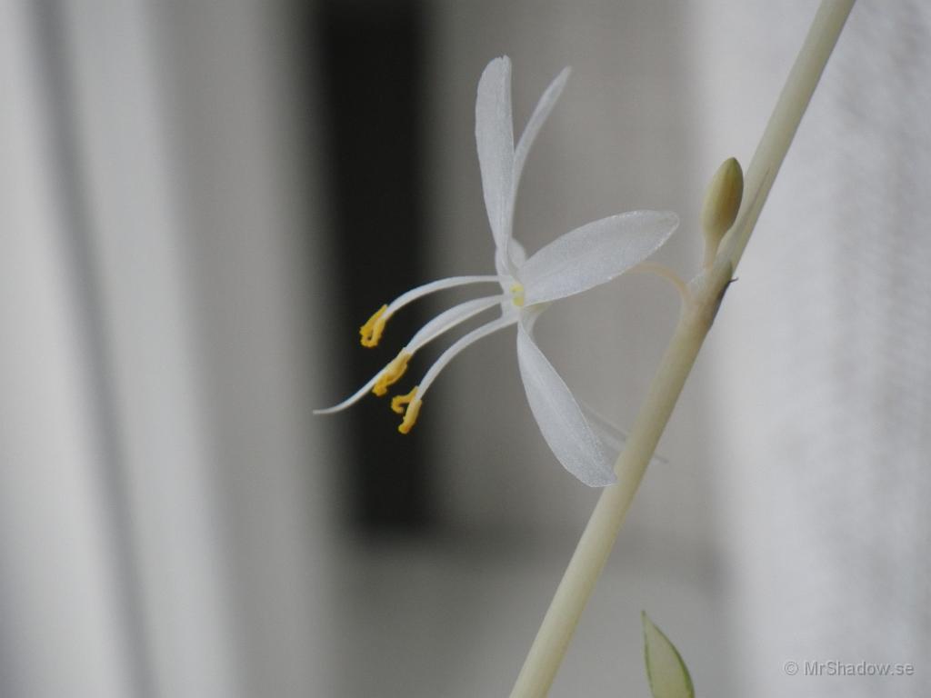 IMGP1561.JPG - En ampelfackla som har några fina blommor..