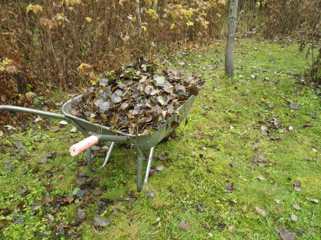 IMGP1574.JPG - Men det blev ändå ett gäng skottkärror till komposten.