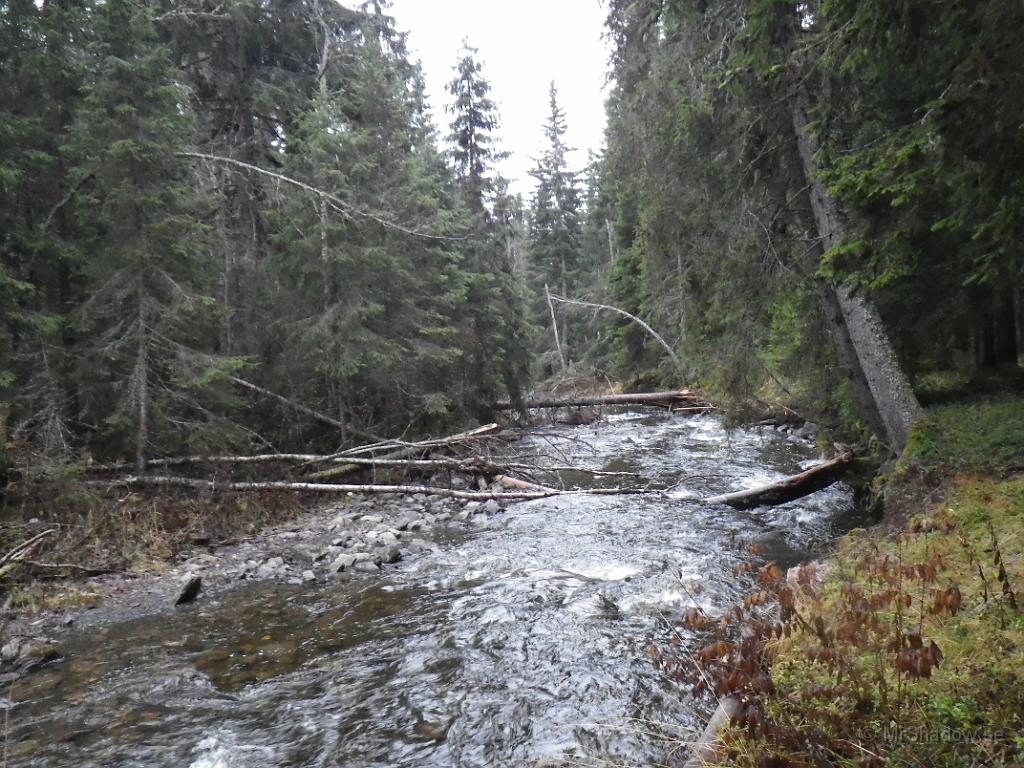 IMGP1593.JPG - Nedströms ligger det ett flertal vindfällen.