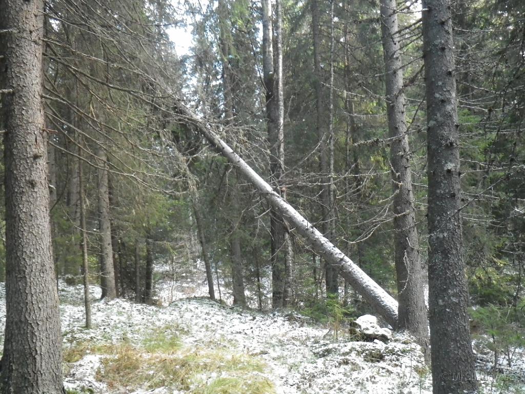IMGP1632.JPG - Det där ser ut som att det är ved på rot...
