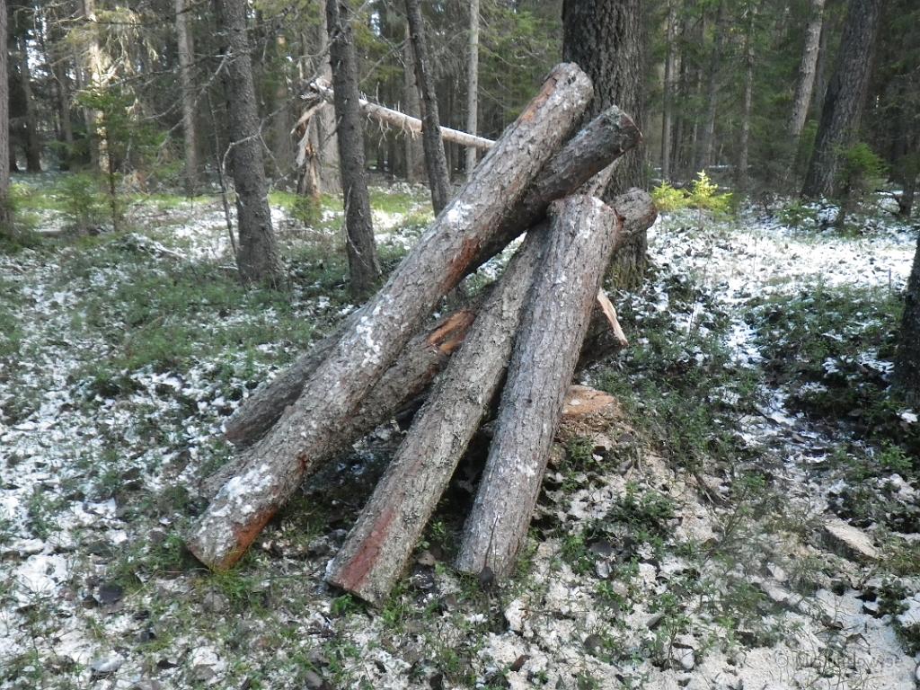 IMGP1633.JPG - Plockat ner en torr tall.. Nu bara bära hem lite ved..