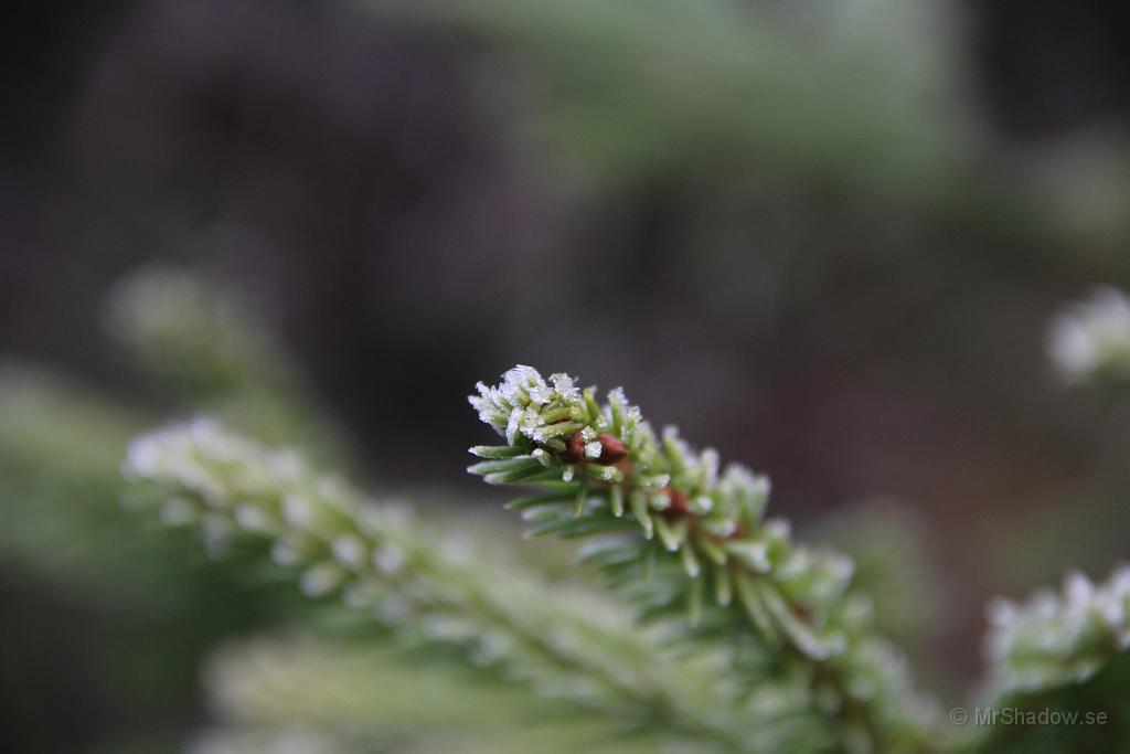 IMG_2875.JPG - Även på julgranen är det frost.