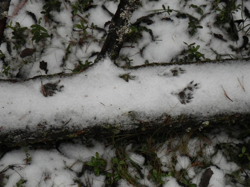 IMGP1704.JPG - Undrar om det är tallfjanten som hälsat på ??