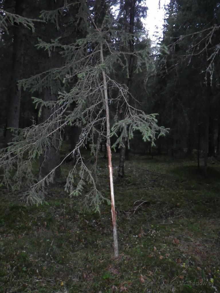 IMGP1711.jpg - Hmm.. Undrar vad det är för någon som gnager granbark ??