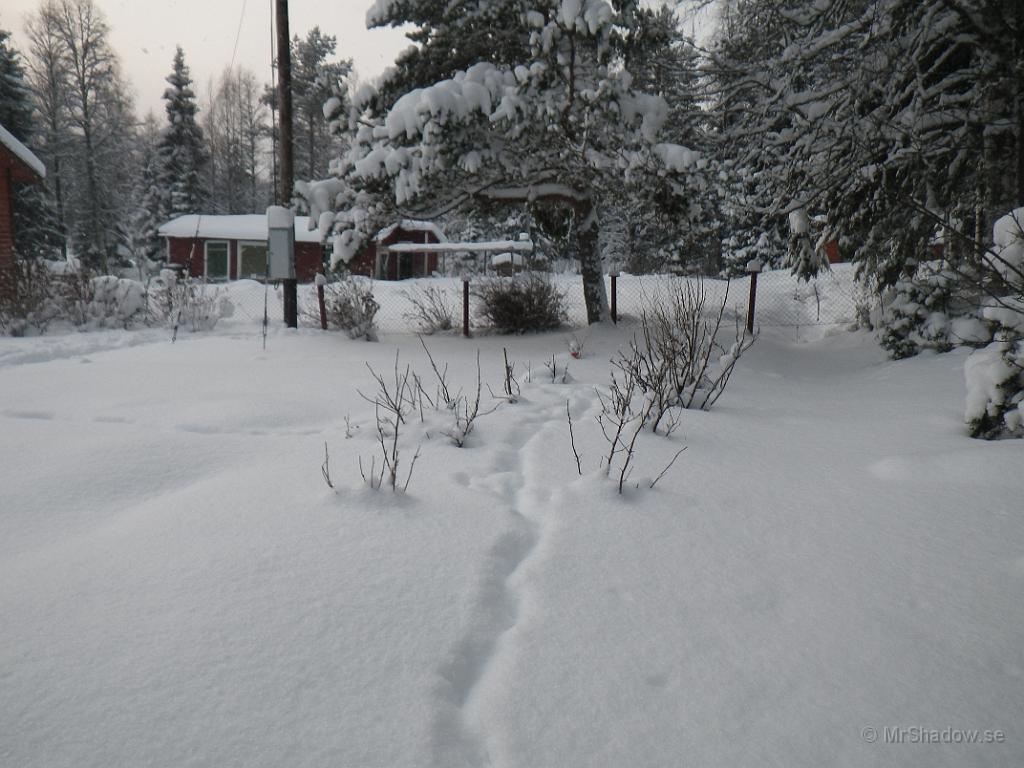 IMGP1827.JPG - Så har det varit besökare på bärbuskarna..