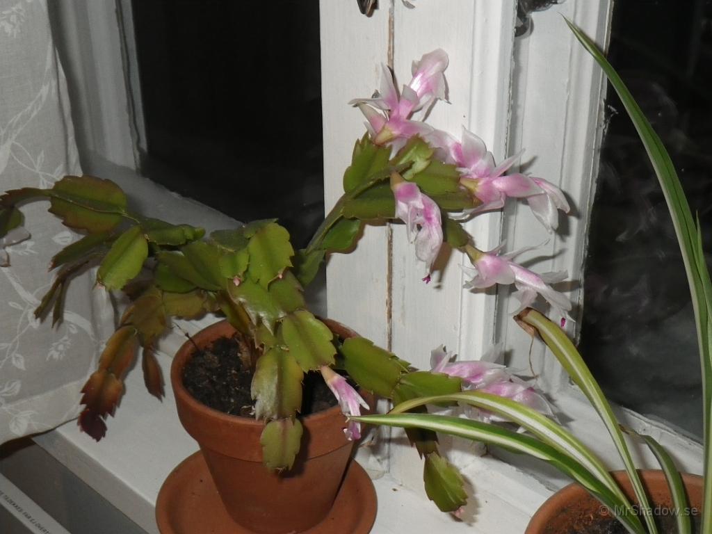 IMGP1867.JPG - 2013-01-04