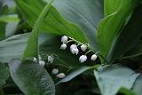 IMG_4608