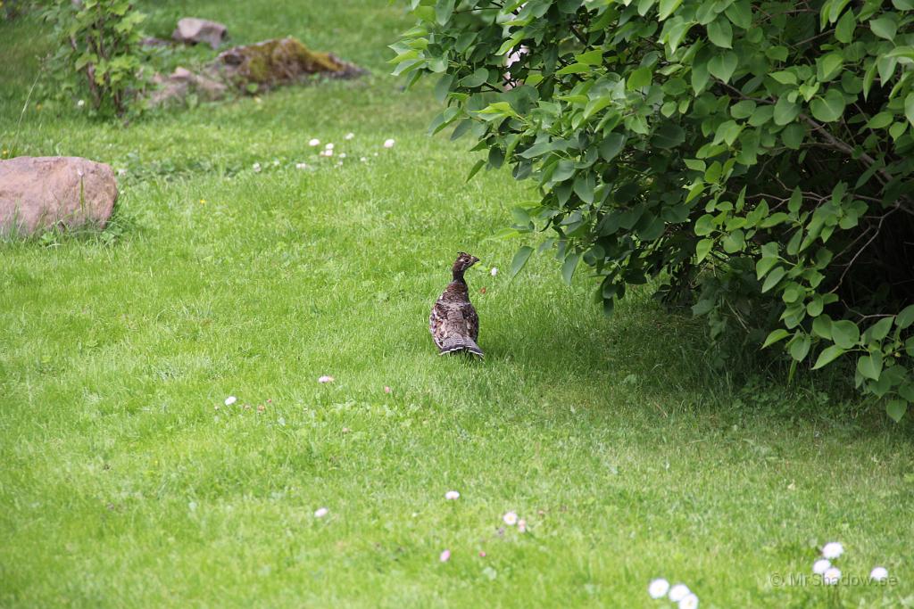 IMG_5146.JPG - Besökare i trädgården. Inte skata och inte örn, utan något annat flygande objekt..