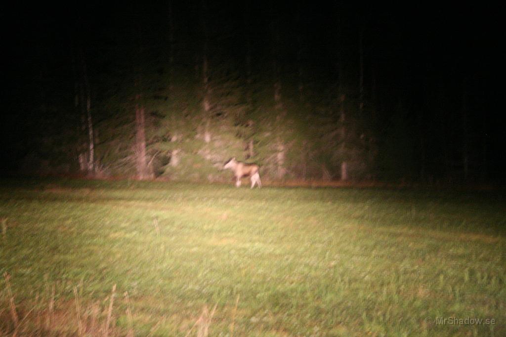 IMG_2969.JPG - Älg i skogsbrynet. På väg in mot stan 23:30 så ser jag fler älgar. Denna lyckas jag fånga med kameran och bilens strålkastare