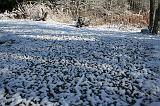 IMG_3001