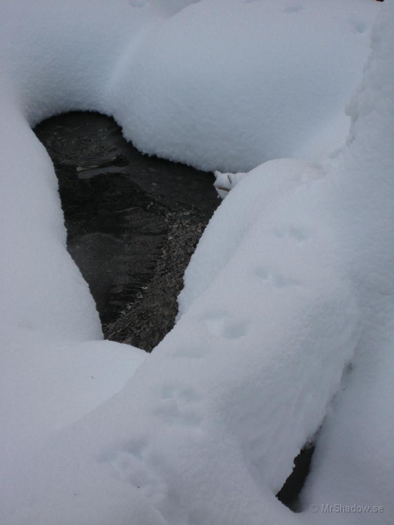 IX70_0220.JPG - Bäcken lördag 8/12Spår efter en hare..