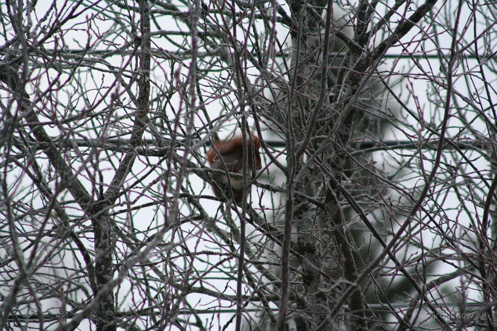 IMG_3237.JPG - Ekorrn satt i häggen skulle stjäla frö..