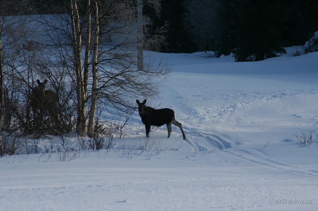 IMG_3327.JPG - Såg något i en kraftledningsgata och odling.Stannade och plockade fram kamera med teleobjektiv.Avstånd 2-300 m ungefär 