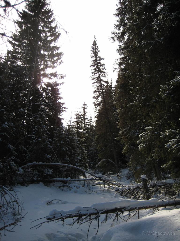 IX70_0584.JPG - 2008-02-23  Åringsån är stilla på ytan, men man kan svagt höra vattnet