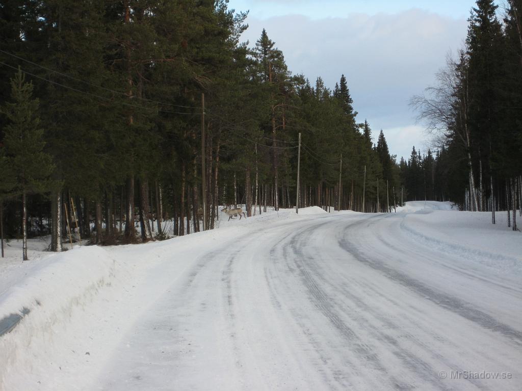 IX70_0589.JPG - Men det är klart, bara 20km till Offerdal och där finns det en sameby och renägare