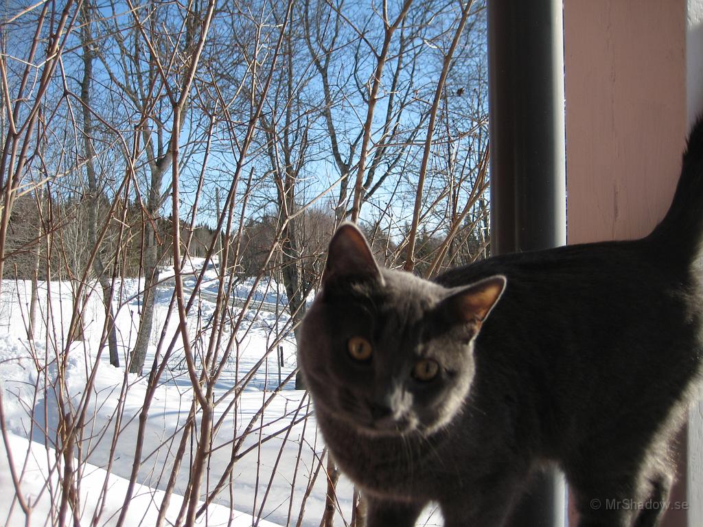 IX70_0734.JPG - Den är inte så gammal katten och nyfiken till max