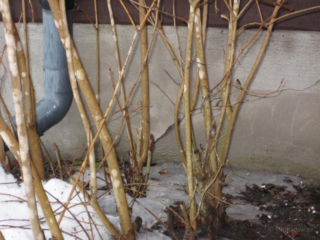 IX70_0767.JPG - Spricka i grunden under farstukvisten. Syns väl nu när tjälen skjuter upp yttersta delen...