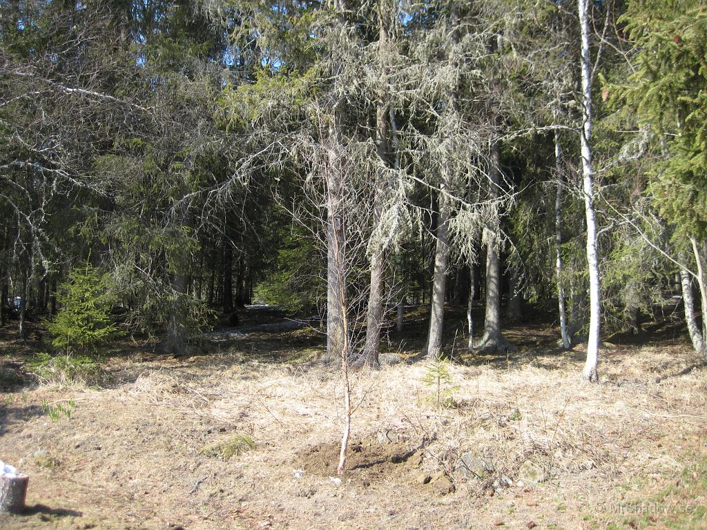 IX70_0911.JPG - Testade att flytta en björk till kanten mot skogen