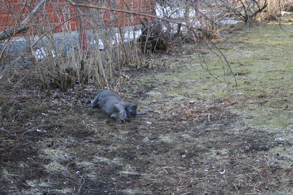 IMG_3642.JPG - Lite gymnastiska övningar är nog bra för en katt