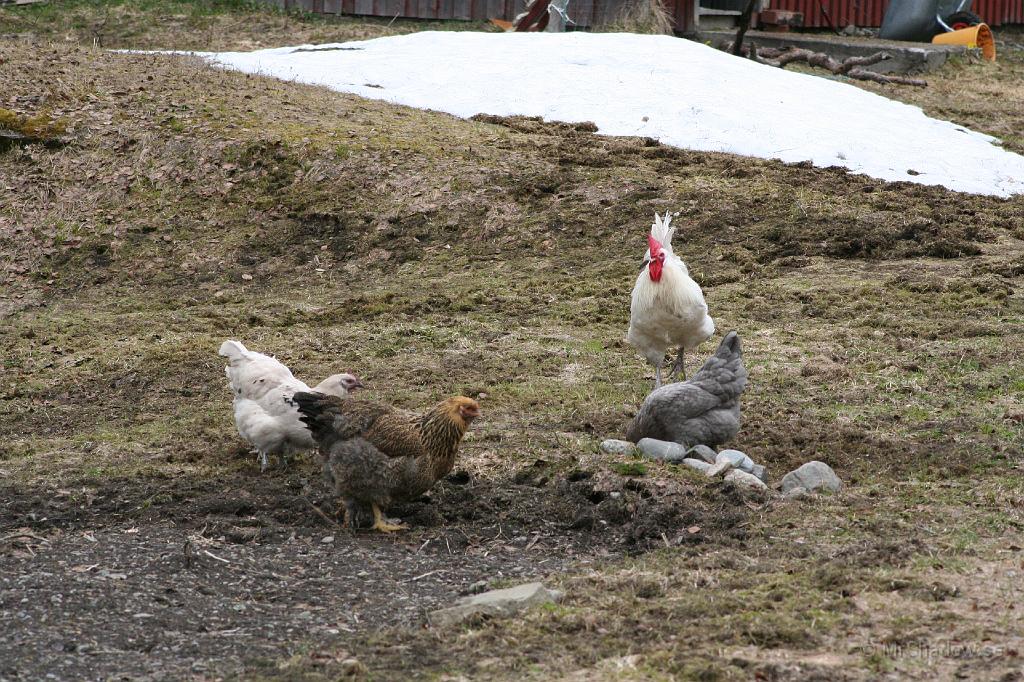 IMG_3673.JPG - Grannen på andra sidan vägen har lite höns och en tupp.