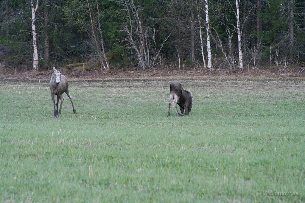 IMG_3679.JPG - En annan form av skadedjur... Det blir stoor skada om de vill krama bilen.. Hittade dem vid infarten till Valne