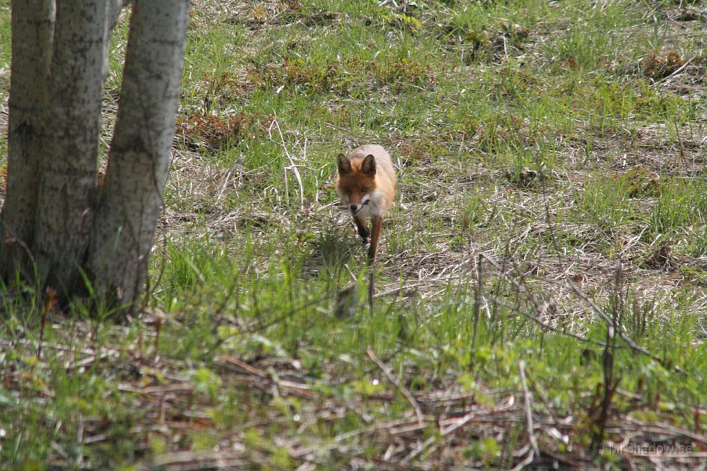 IMG_3683.JPG - 2008-05-22  Mickel på besök, eller är det Mickelina kanske??Tittade ut genom köksfönstret österut och såg Mickel ca 50 m från stugan. Fick snabbt fram kamera och långstrut och plåtade genom fönstret