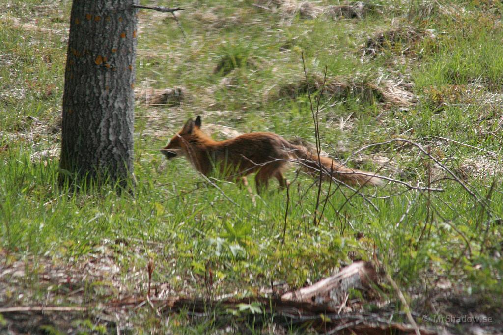 IMG_3684.JPG - Försvinner en stund in mot skogen