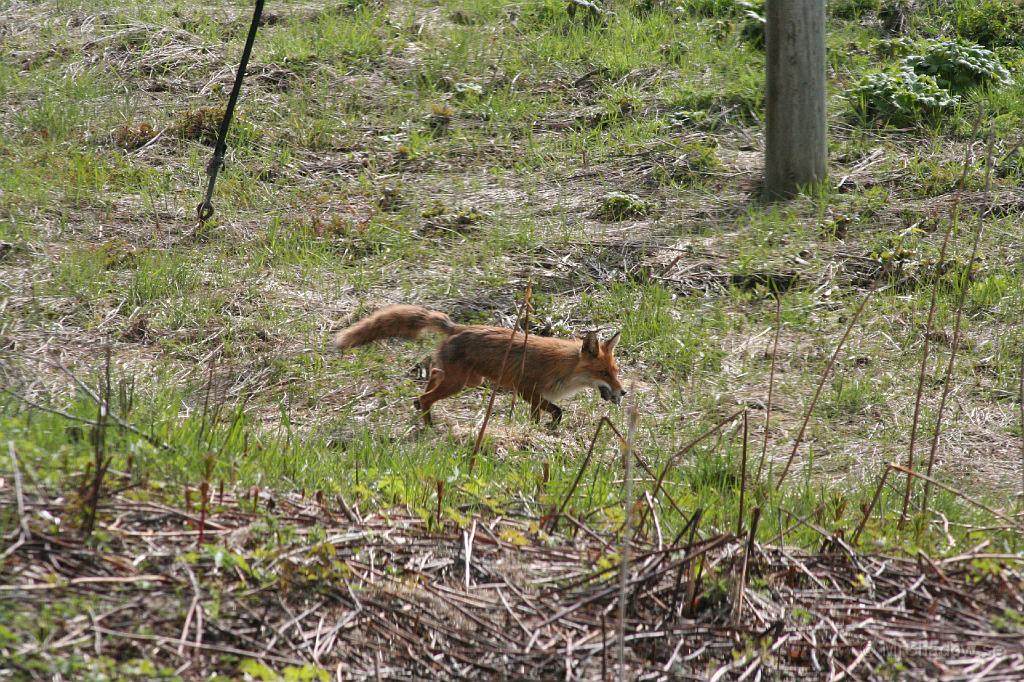 IMG_3685.JPG - Kommer tillbaka och har hittat en sork kanske..