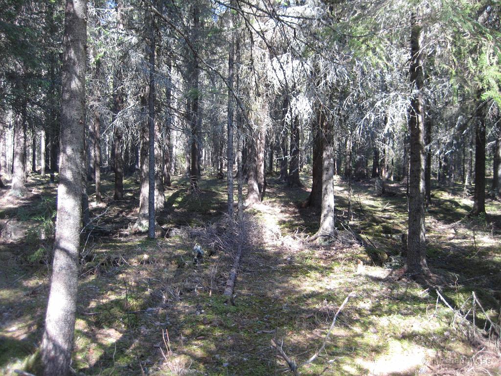 IX70_1002.JPG - Fast det är vackert i skogen