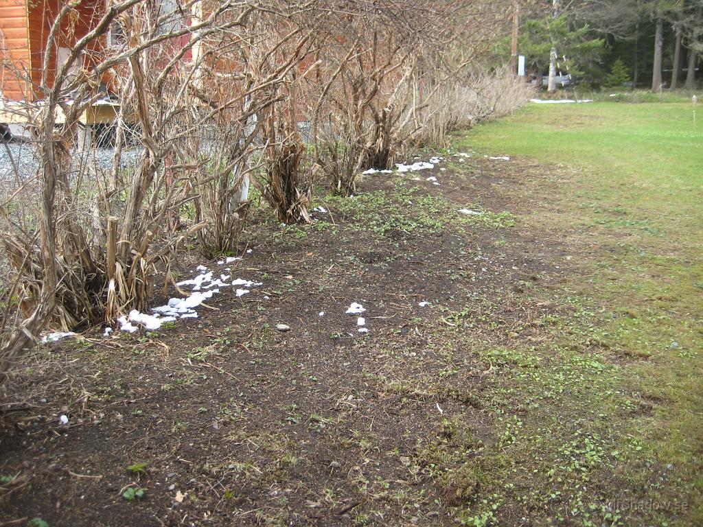 IX70_1029.JPG - Fast kanske inte så konstigt med slokande blommor när det är snö också i rabatterna