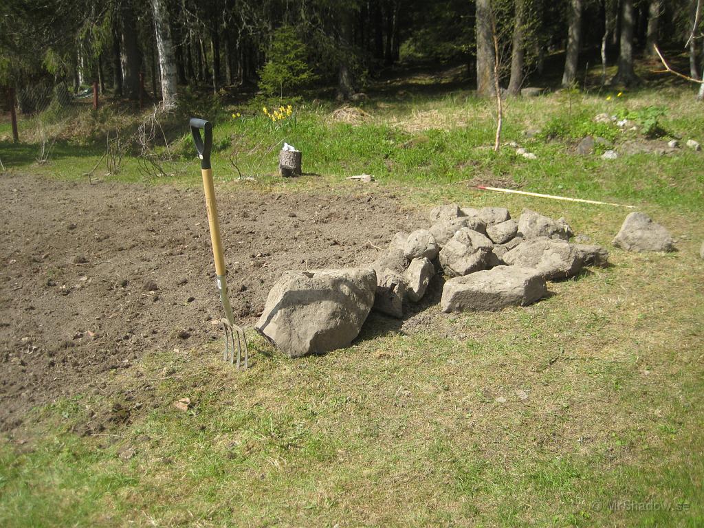 IX70_1063.JPG - Stenröset i dagsljus. Återstår nu att göra sig av med stenen.. Lika med flytt av stenröse och det var tungt, mycket tungt