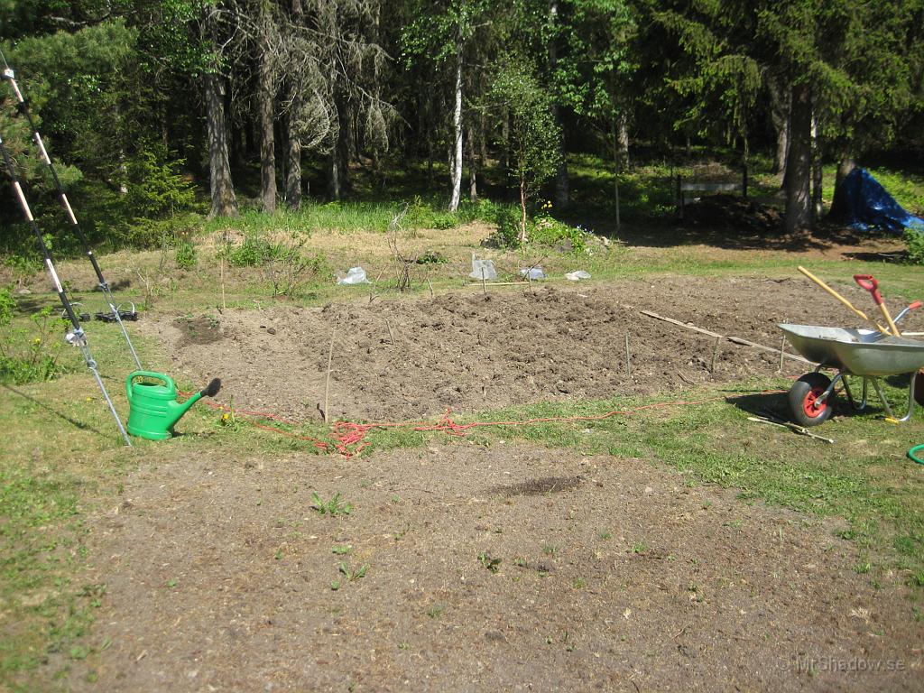 IX70_1171.JPG - Fårorna med potatis är inte såå tydliga, men det blir nog bara blasten kommer upp.