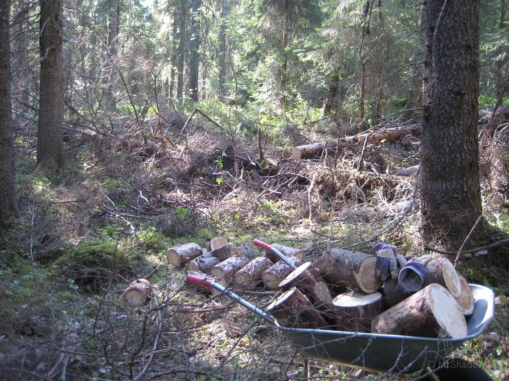 IX70_1173.JPG - Varit ut i skogen och tagit reda på lite vindfällen. Allt är inte prima, men duger nog att tända upp med.