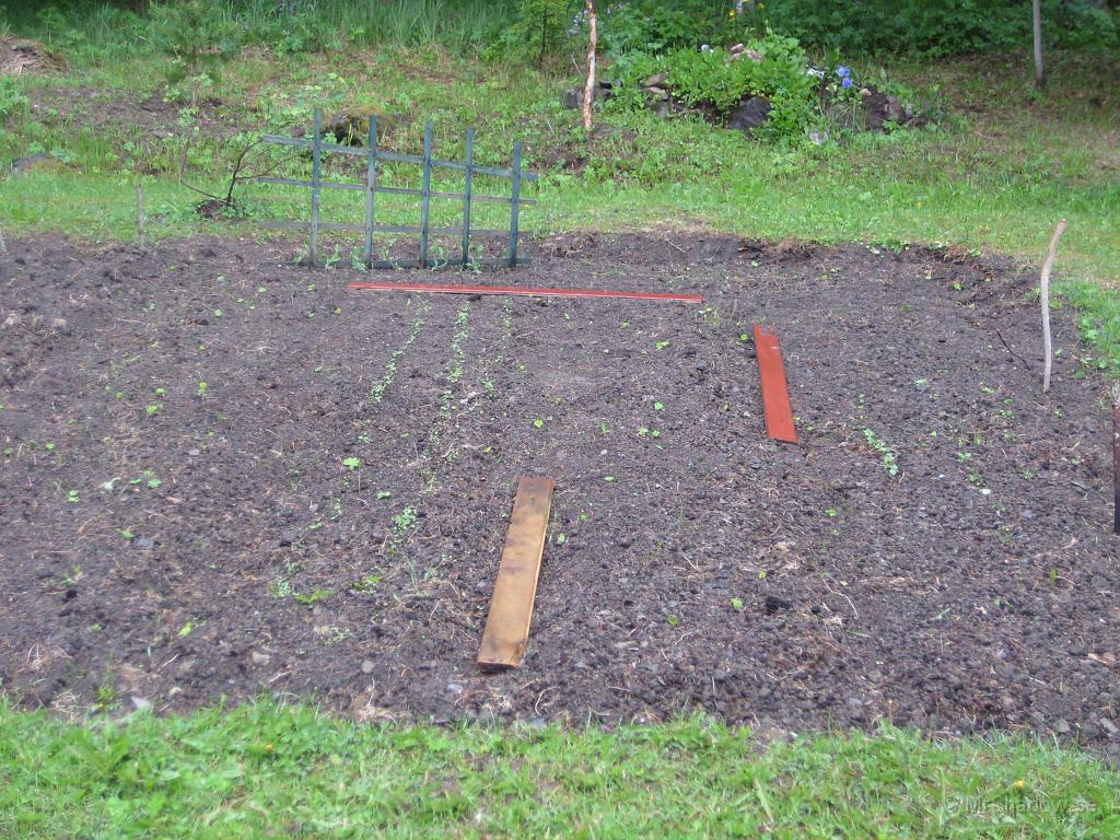 IX70_1279.JPG - Det börjar nu sticka upp lite grönt i trädgårdslandet och allt är inte ogräs..Tror det är kolrötter och rädisor som har fått lite gröna blad.