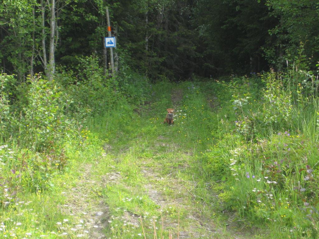 IX70_1346.JPG - 2008-06-28  Såg Mickel sitta på vägen när det var tillbaka körning av långtradaren. Fast när jag kom så sprang han upp på skoterleden och satte sig. Något matnyttigt var det som han hade.