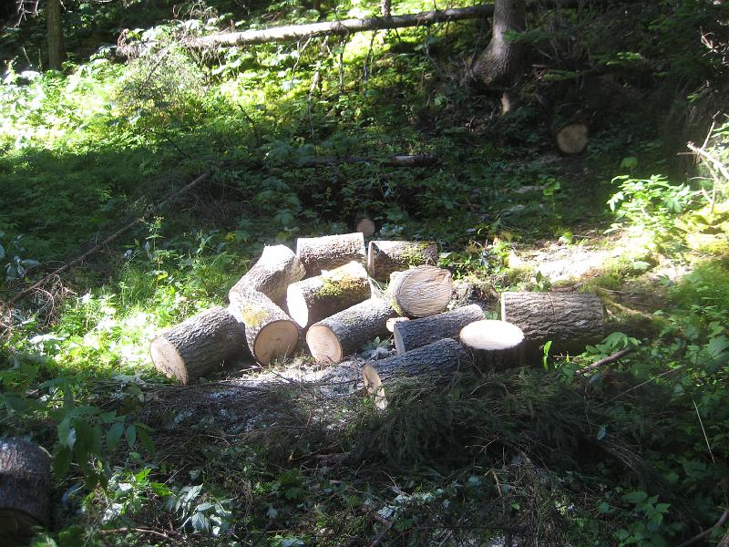 IX70_1583.JPG - Vedlager..  Var ut och städade i skogen lite, vilket resulterade i att ett flertal vindfällen blev förvandlade till transportabla ved-kubbar. Här är en del. Jösses va tung Asp är..
