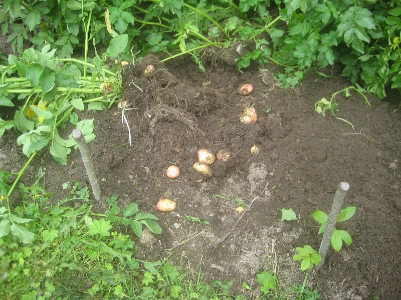 IX70_1630.JPG - 2008-08-31  Pinnen med skotten är kvar och intill så har det växt potatis