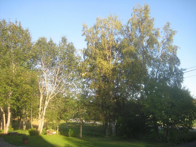 IX70_1634.JPG - Inte för att det syns så mycket på denna bild, men det är en del gula löv i björkarna.