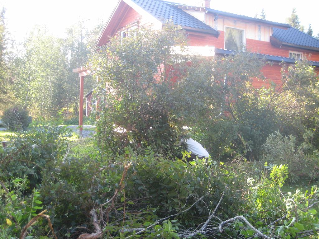 IX70_1650.JPG - Häcken var lite vildvuxen och även om den tunnades ur i fjol, så behövdes den tas ner nästan på marknivå..