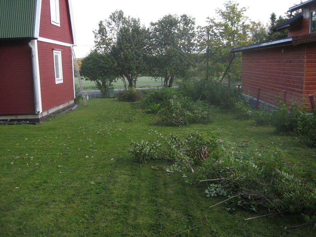 IX70_1651.JPG - Lite jobb kvar nu att ta bort allt ris. Så här välmanikyrerade har nog inte dessa buskar varit på 10 år kanske