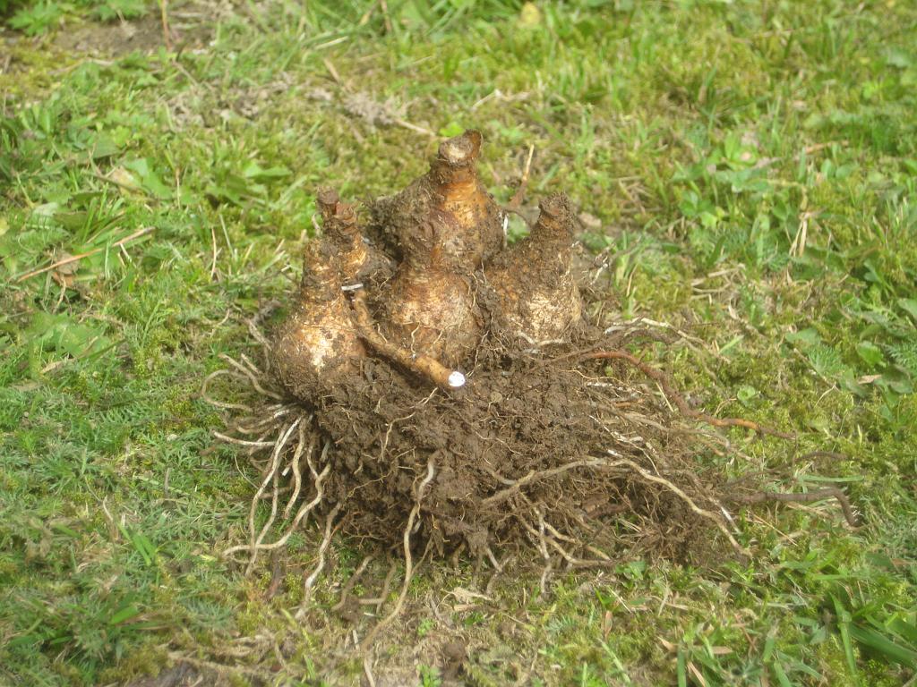 IX70_1652.JPG - 2008-09-07  Blomlökar Det lär nog vara pingstliljor för det var sådana där lökarna hittades..