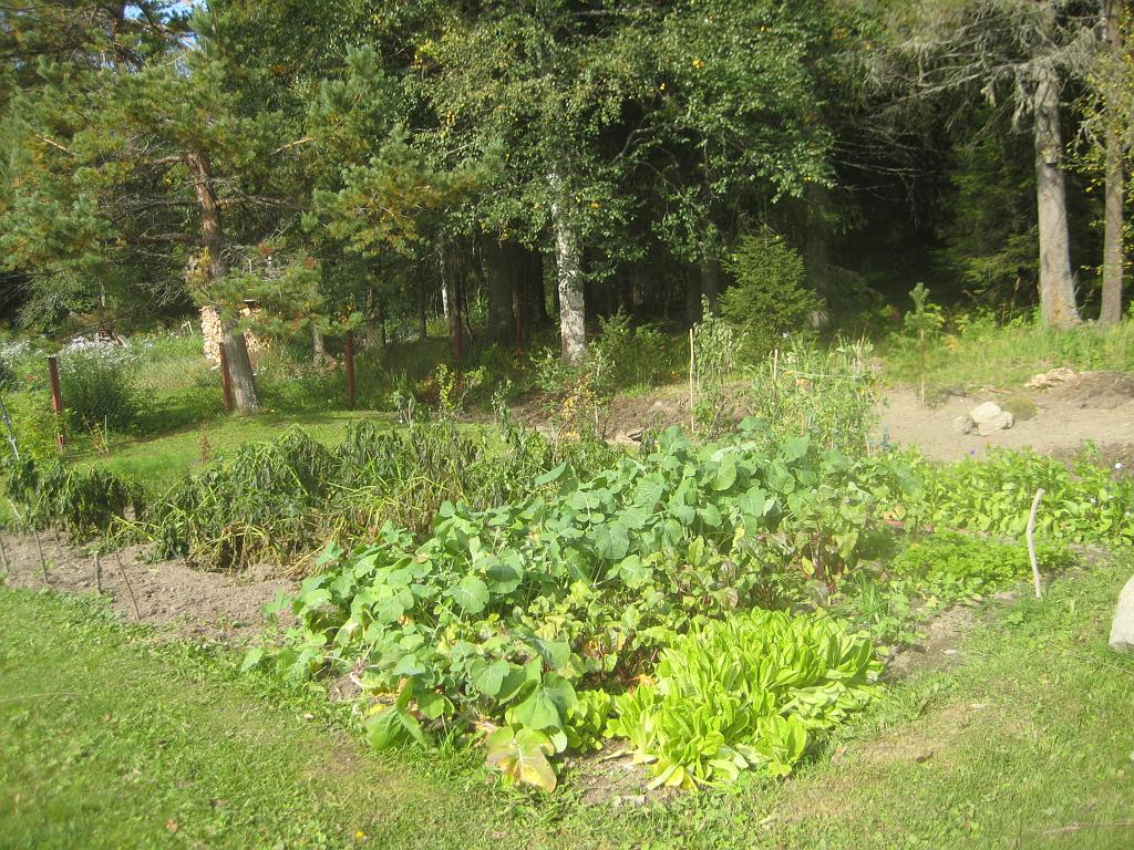 IX70_1663.JPG - 2008-09-13  I natt var det kallt -2,6 så potatisblasten har frusit