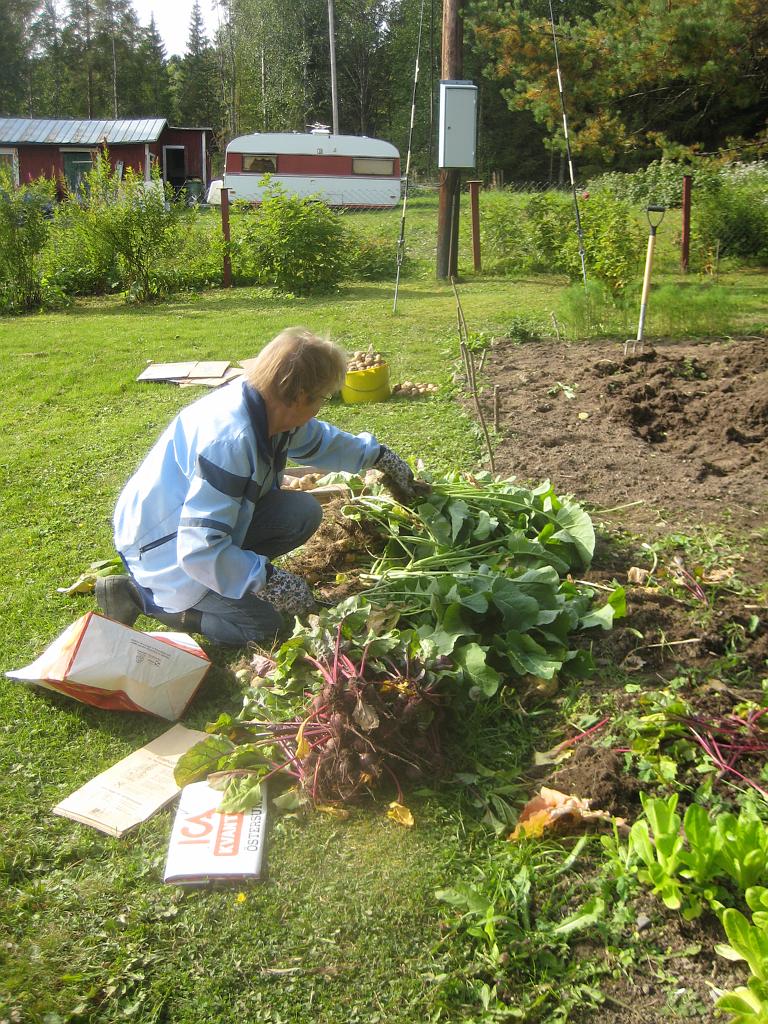IX70_1665.JPG - Farmor rensar upp årets skörd i trädgårdslandet