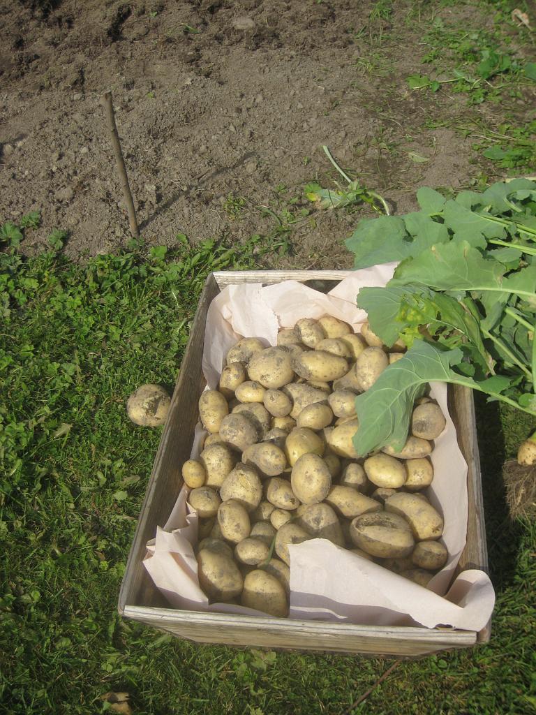 IX70_1666.JPG - Lite potatis av sorten Binje