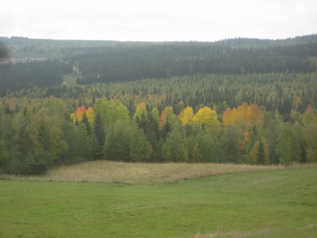 IX70_1696.JPG - Stannade i Bläckåsen när jag varit till sågen och tog då denna bild. Läckert med färgerna