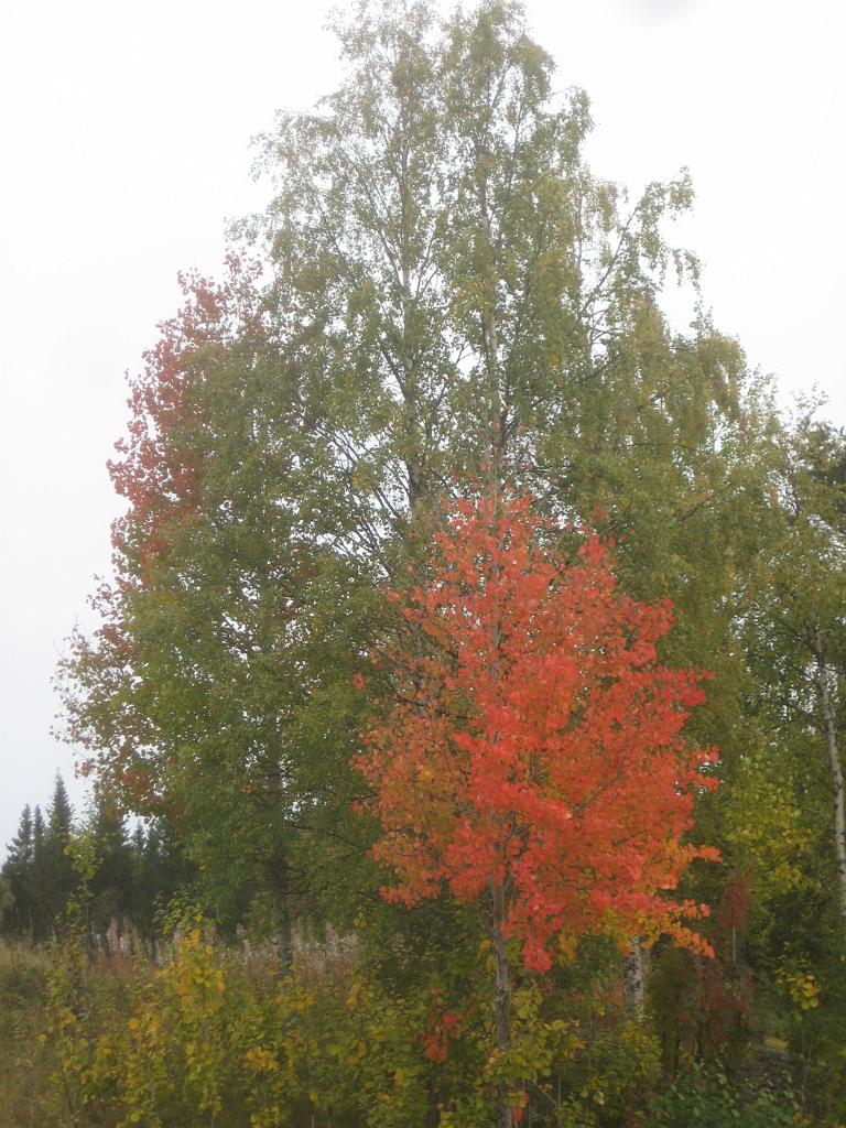 IX70_1699.JPG - Vackra höstfärger vid vägen i Östra Bleckåsen