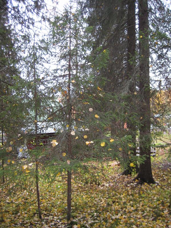 IX70_1829.JPG - Konstigt träd... En gran med stora löv